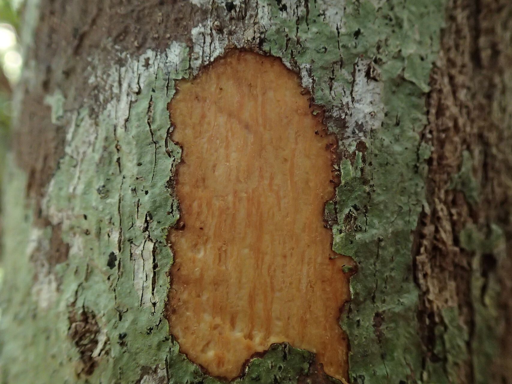 Guettarda wagapensis — houseplant care guide