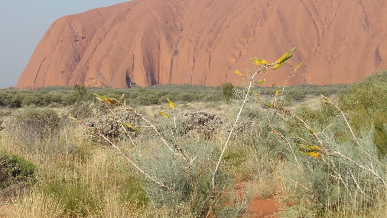 Grevillea eriostachya habit