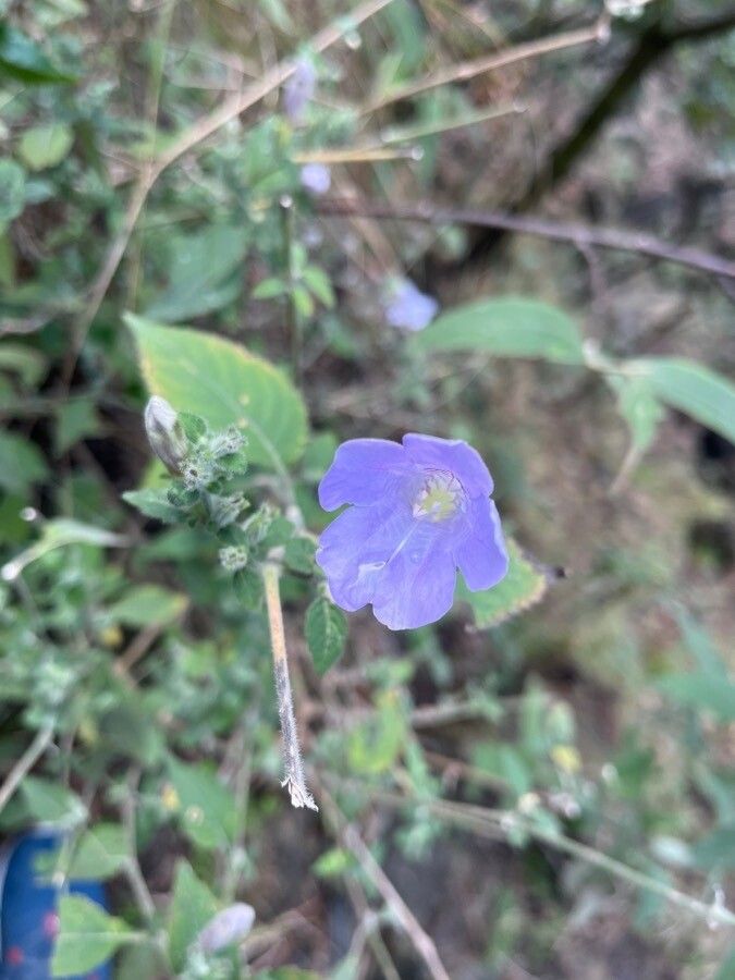 Hydrolea ovata flower