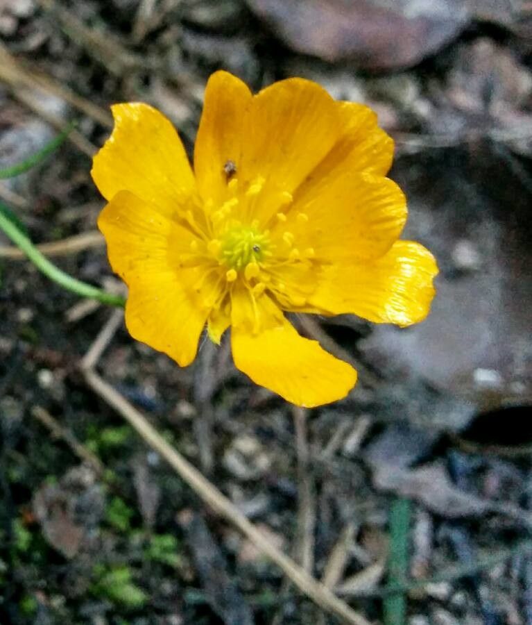 Ranunculus gramineus flower