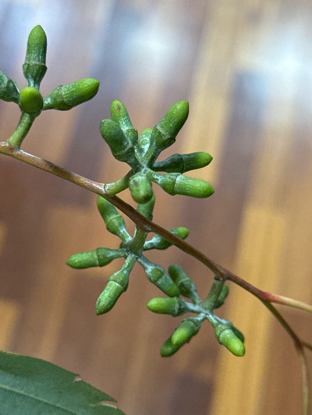 Eucalyptus prava fruit