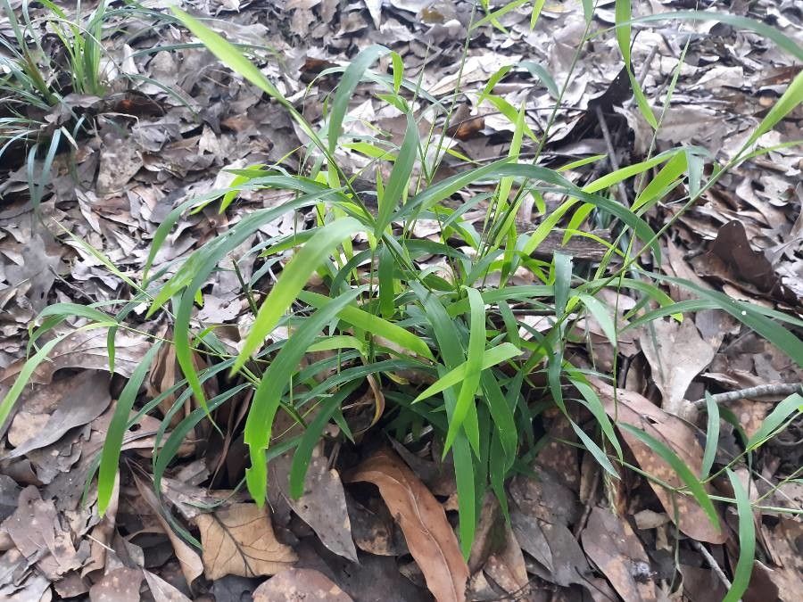 Leersia virginica habit