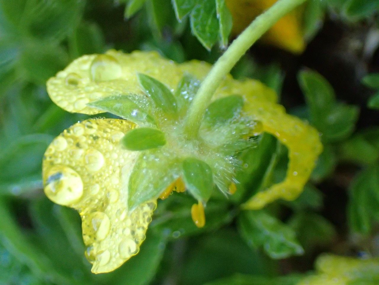 Potentilla aurea fruit