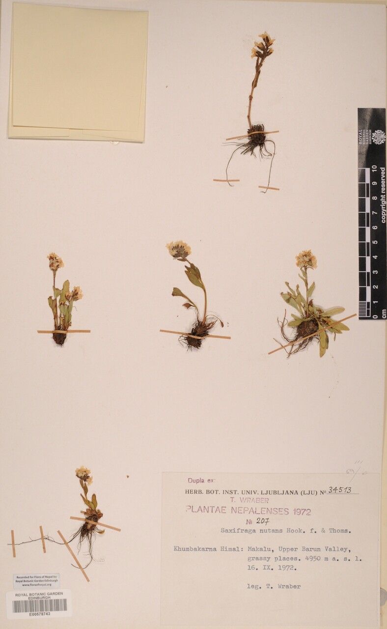 Saxifraga nigroglandulifera other