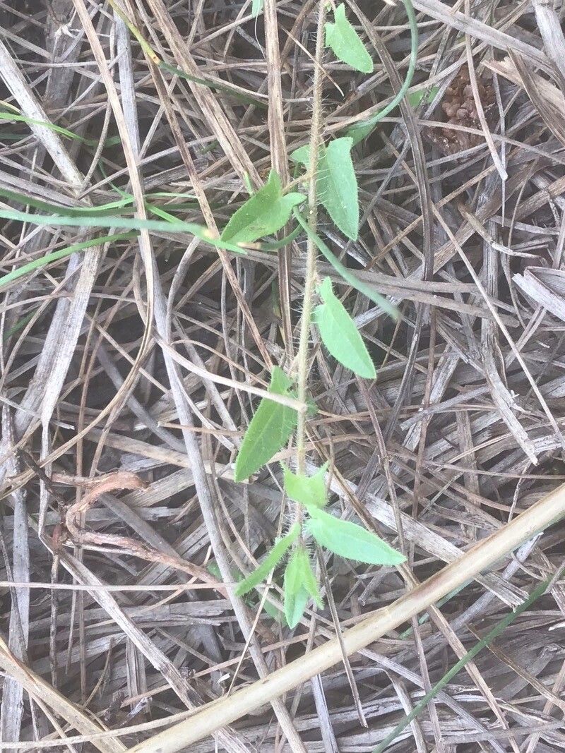 Kickxia cirrhosa — related species from the same genus