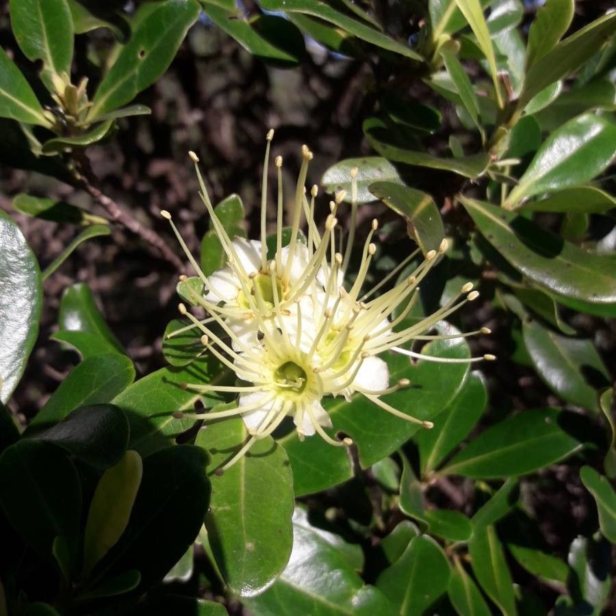 Xanthostemon carlii — related species from the same genus