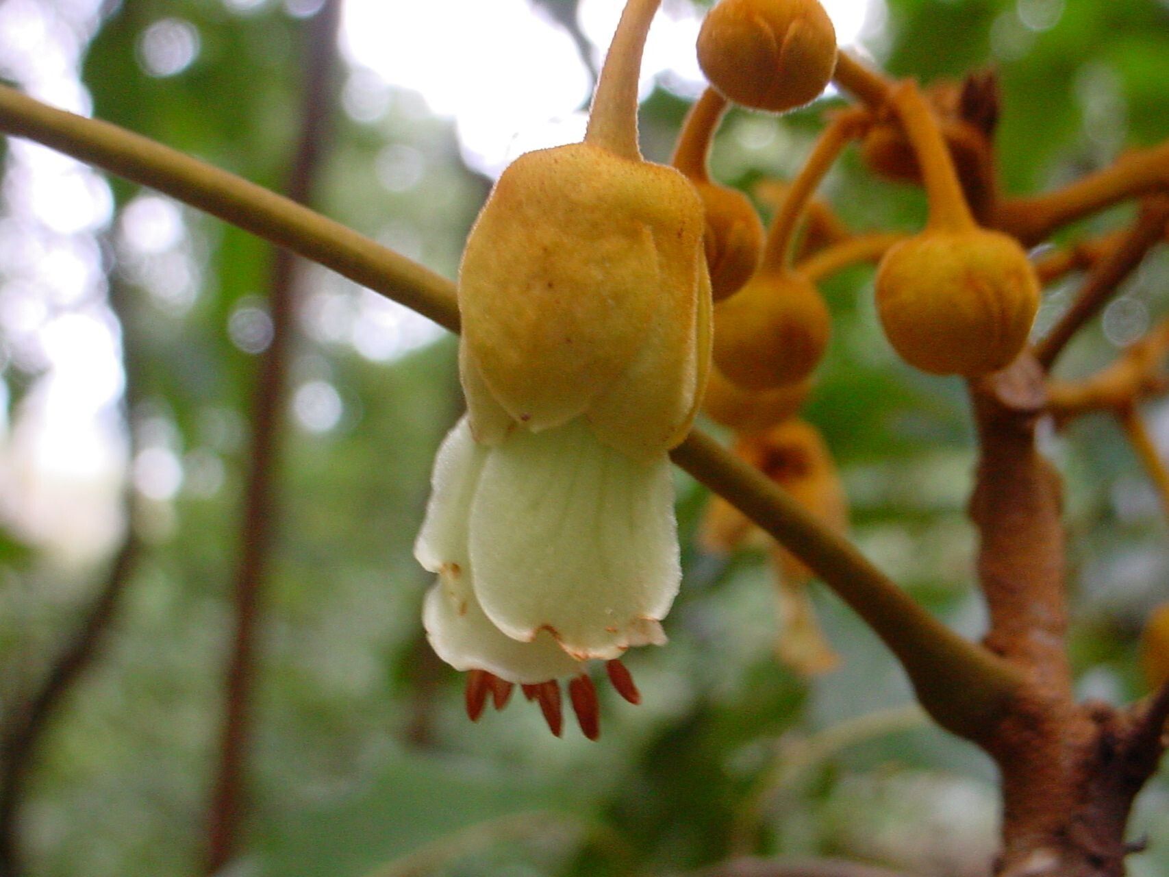 Harpullia austrocaledonica flower