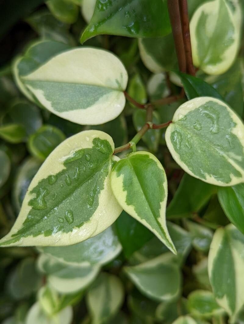 Peperomia macrostachya — search result for 'Peperomia'