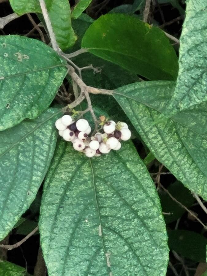 Callicarpa acuminata fruit