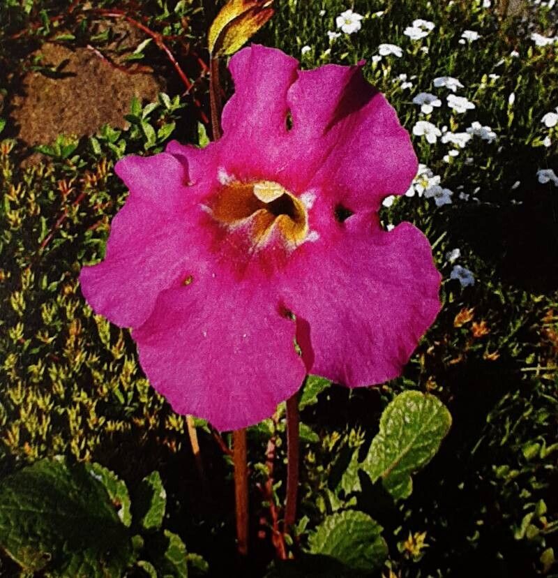 Incarvillea himalayensis — related species from the same genus