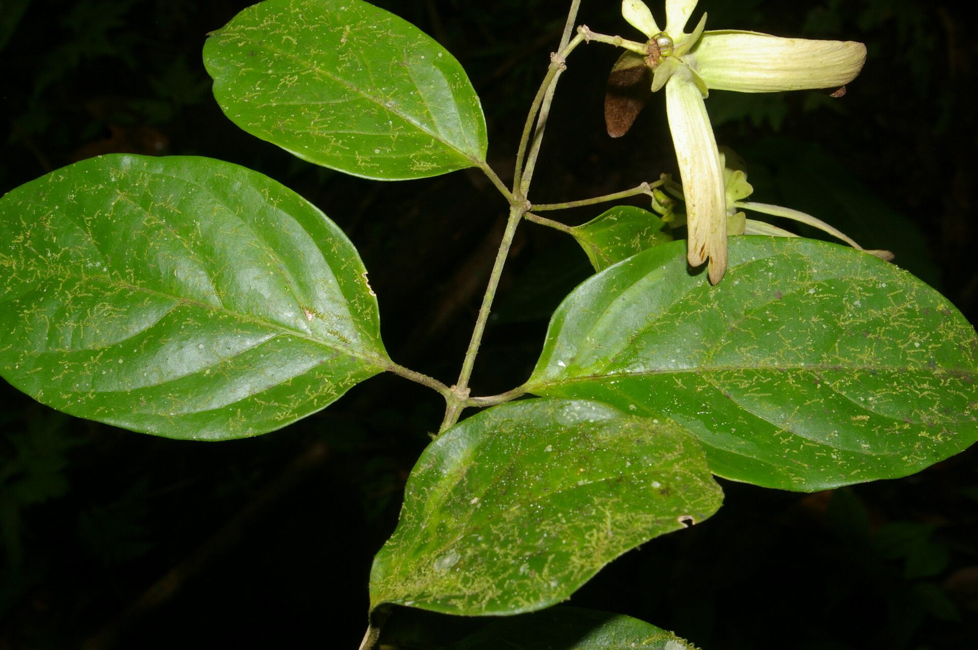 Tetrapterys tinifolia flower