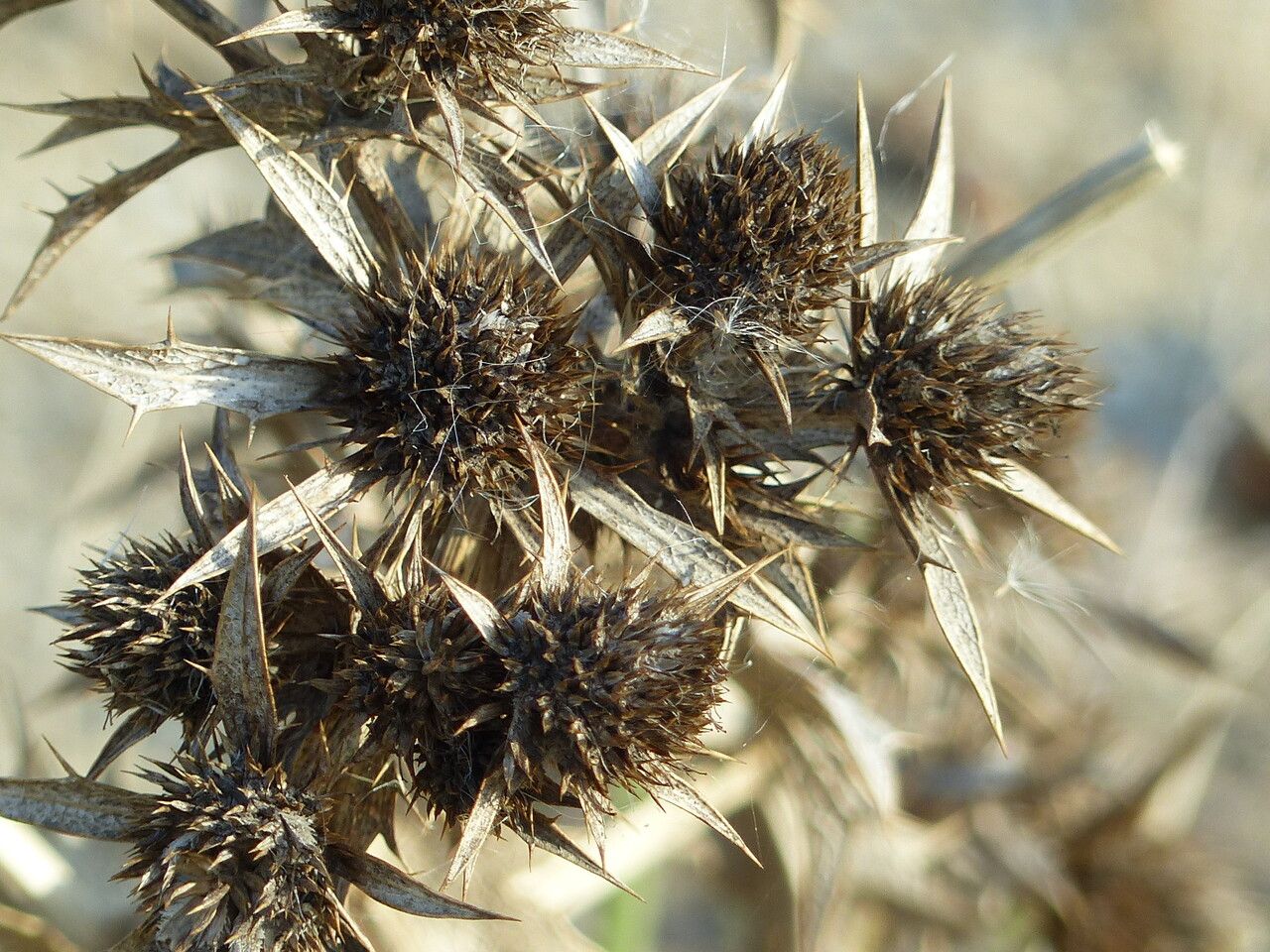 Eryngium maritimum fruit