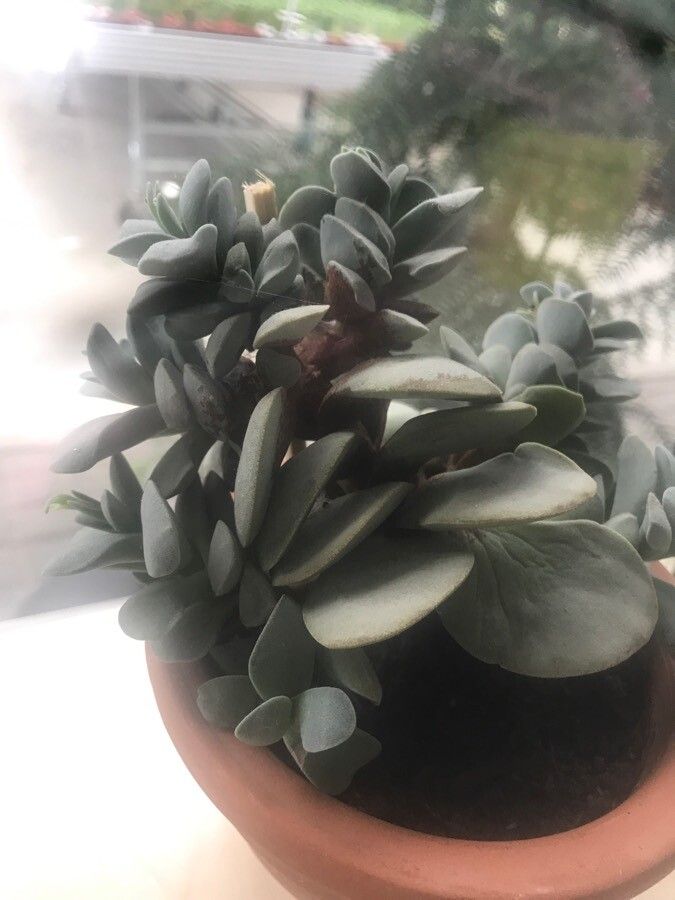 Adromischus liebenbergii — houseplant care guide