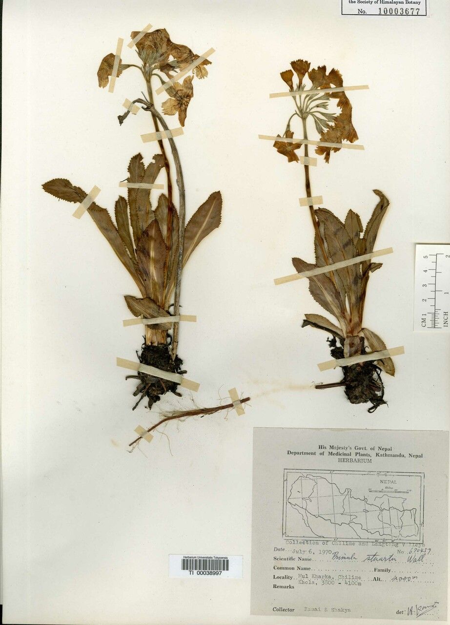 Primula stuartii — houseplant care guide