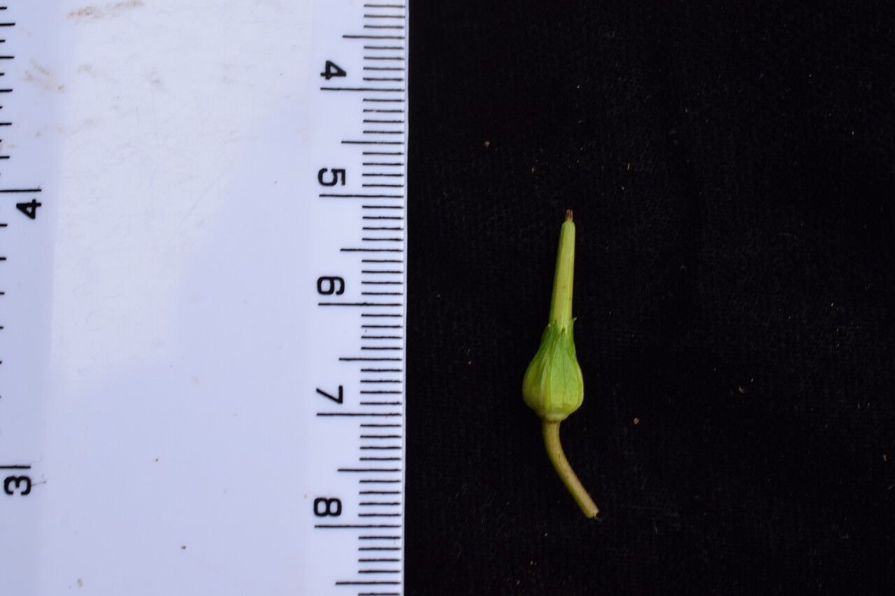 Geranium nakaoanum — houseplant care guide