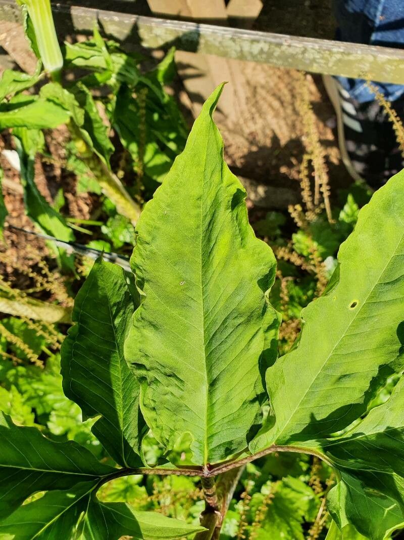 Arisaema serratum leaf