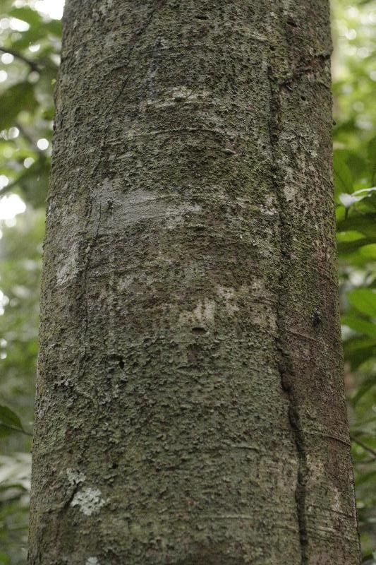 Protium subserratum bark