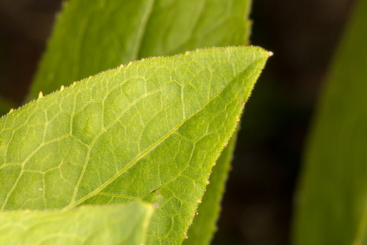 Inula spiraeifolia leaf