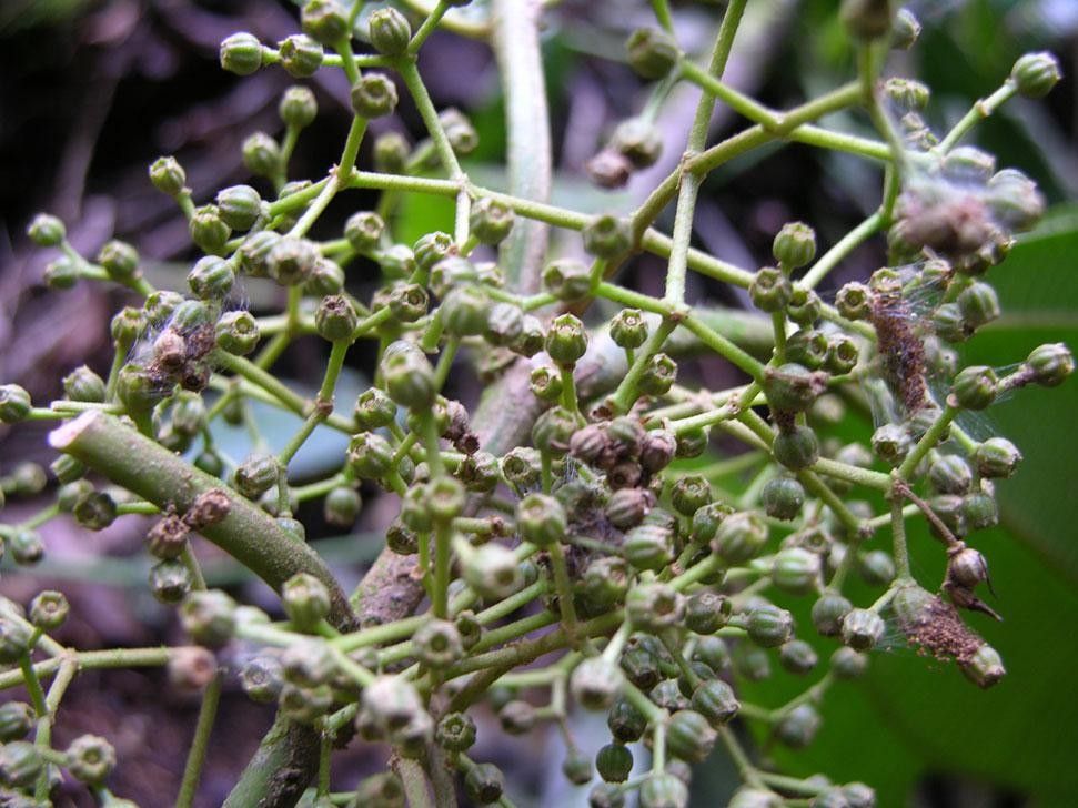 Miconia solearis other