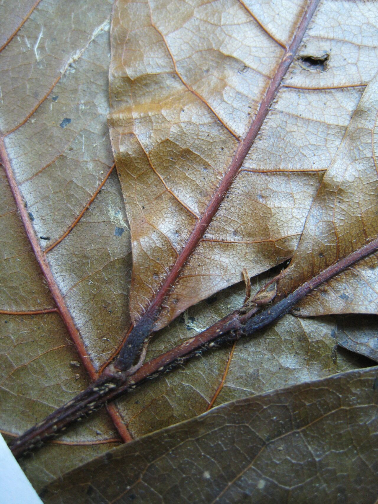 Hirtella davisii other