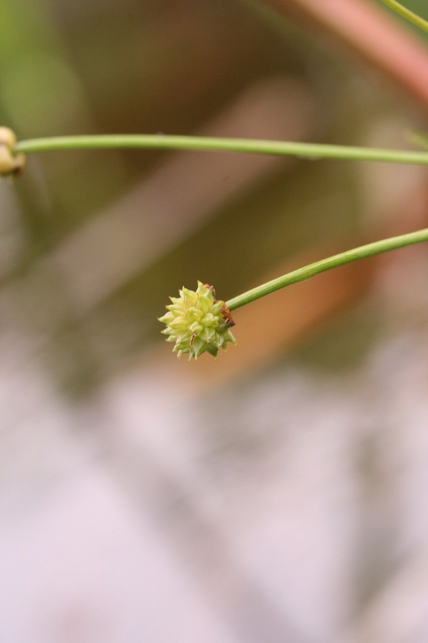 Alisma gramineum fruit