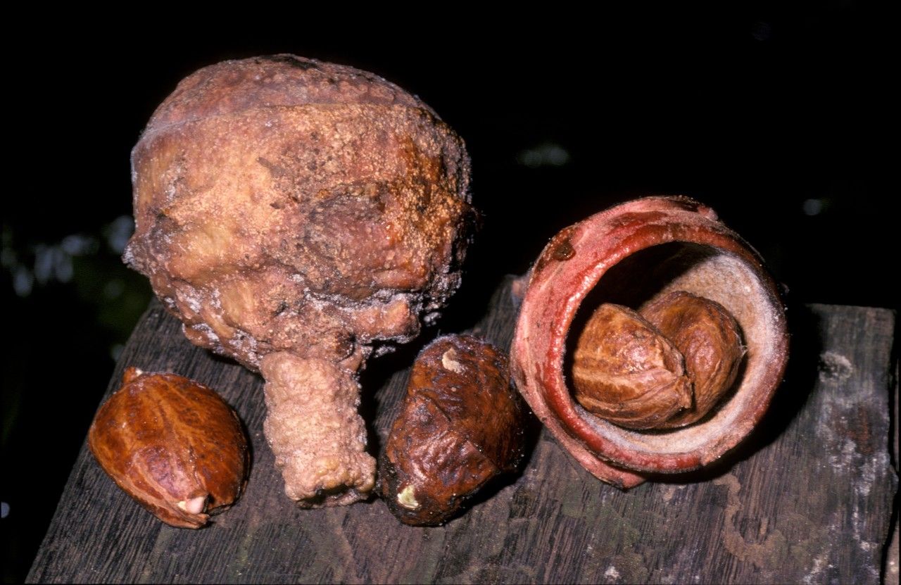 Lecythis pneumatophora fruit