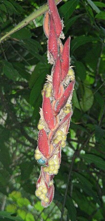 Heliconia mutisiana fruit