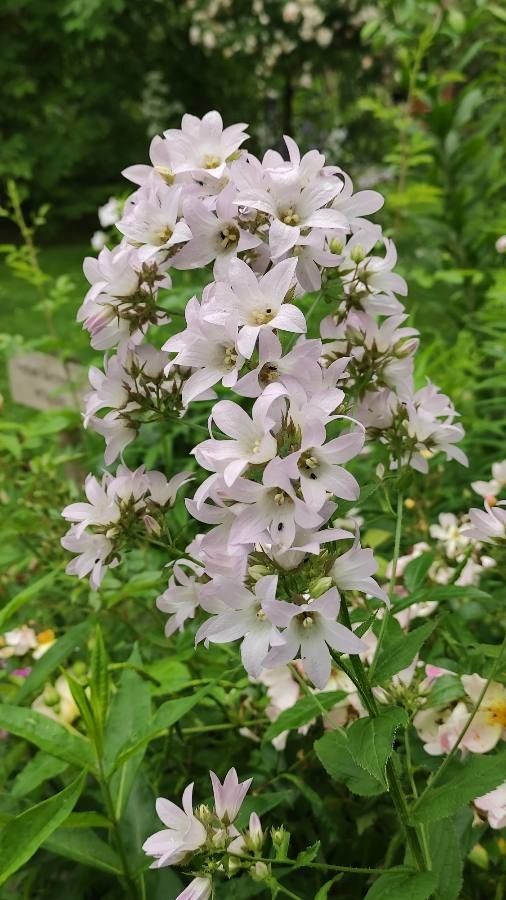 Campanula lactiflora flower