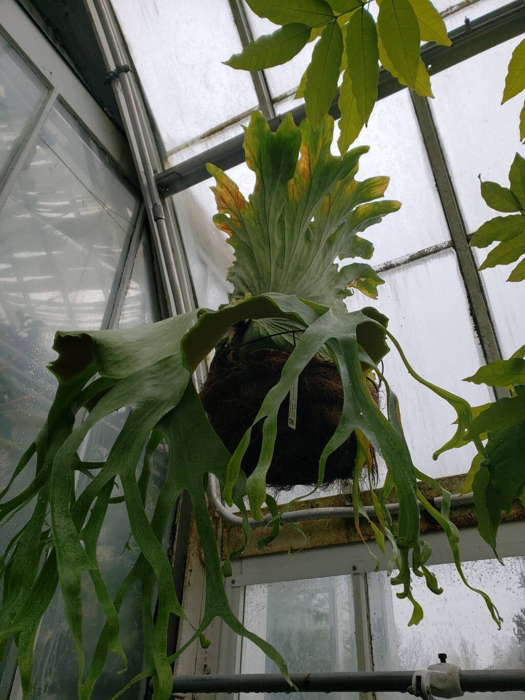 Platycerium grande habit