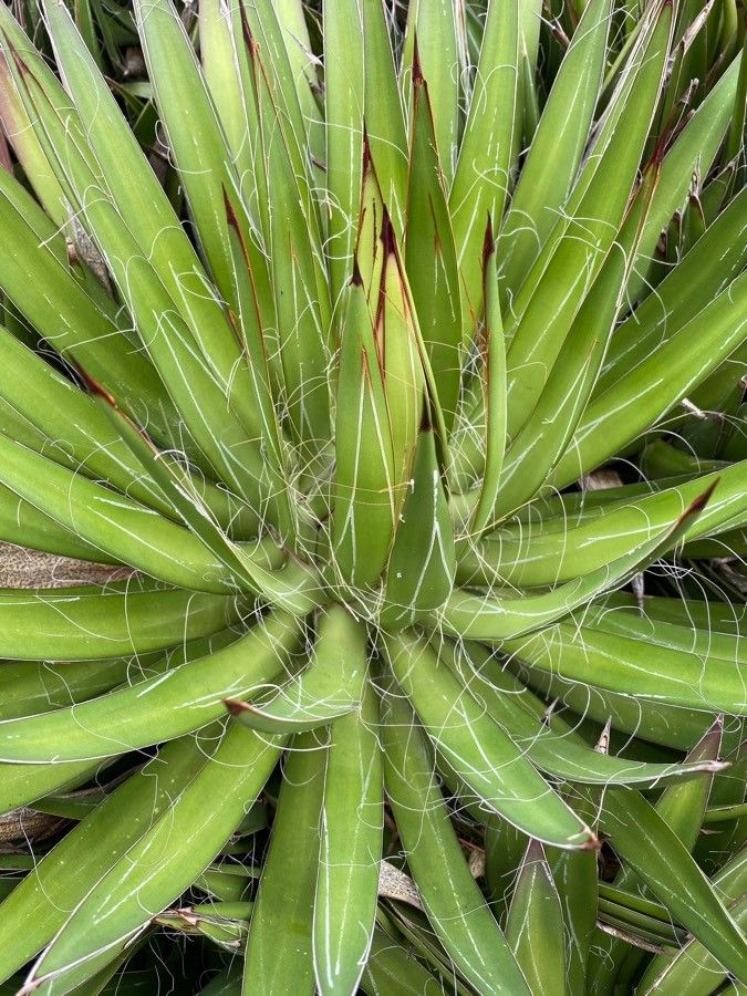 Agave parviflora leaf
