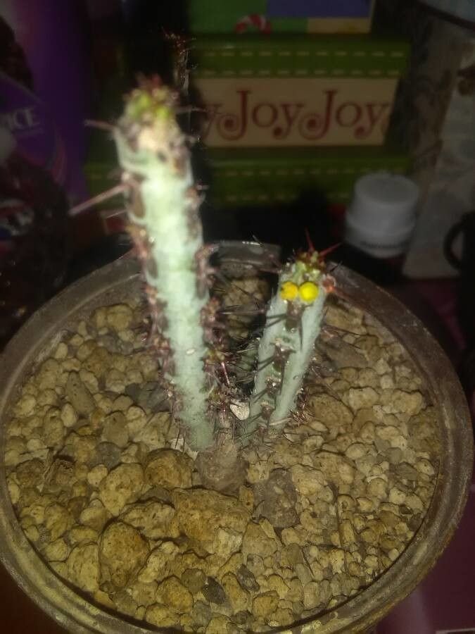 Euphorbia graciliramea fruit