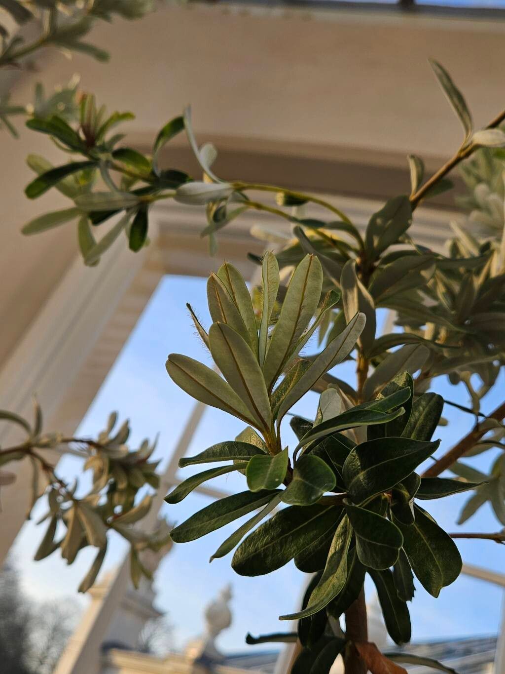 Banksia verticillata — search result for 'Proteaceae'