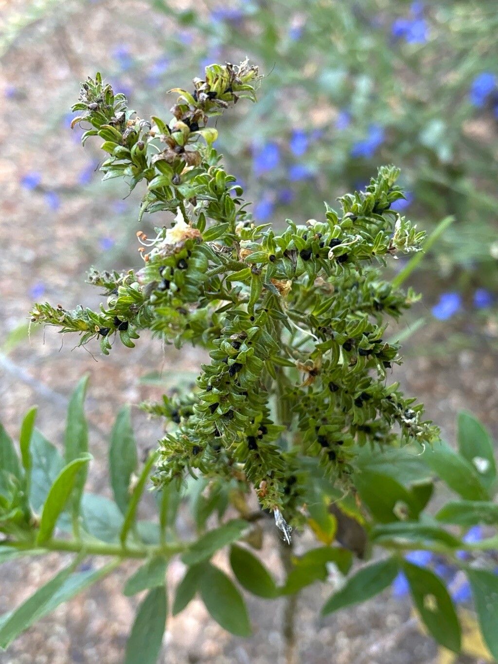 Echium handiense flower