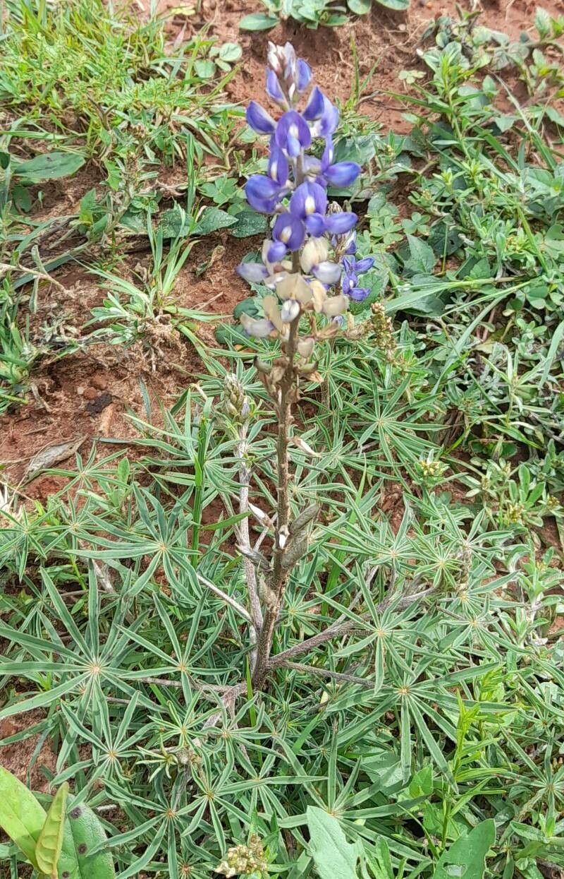 Lupinus albescens habit