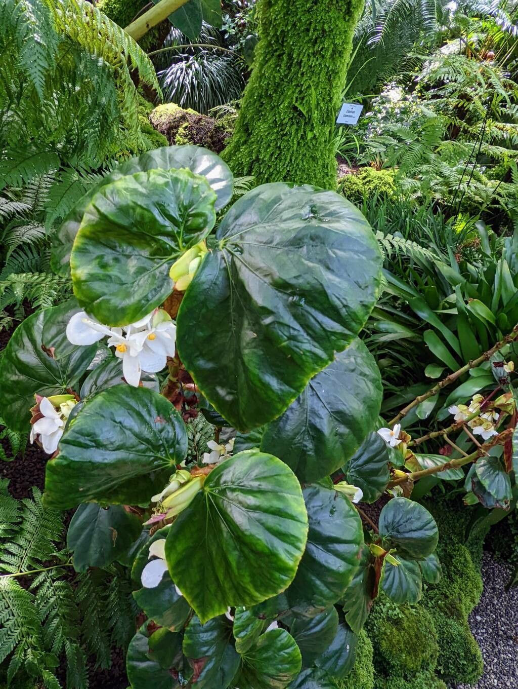 Begonia fernandoi-costae leaf