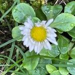 Bellis perennis