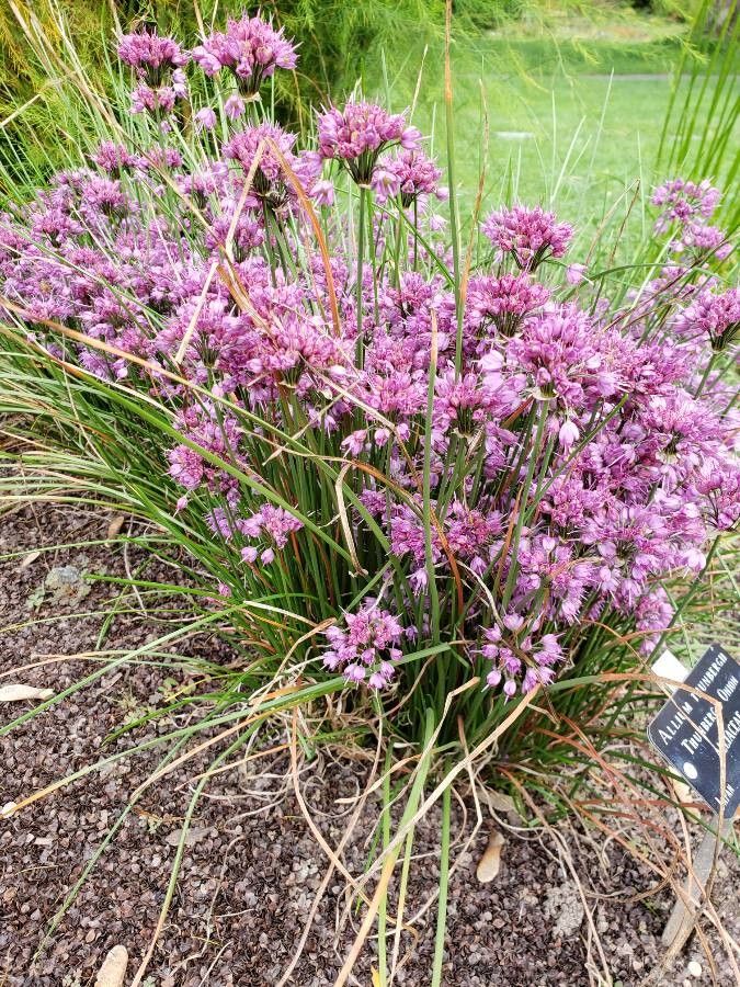 Allium thunbergii habit