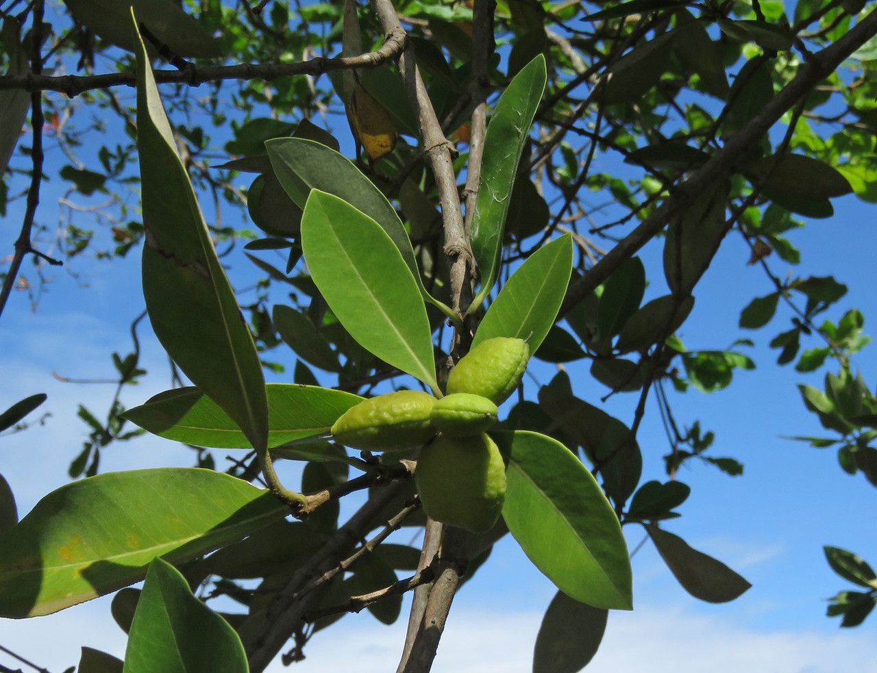 Avicennia germinans fruit