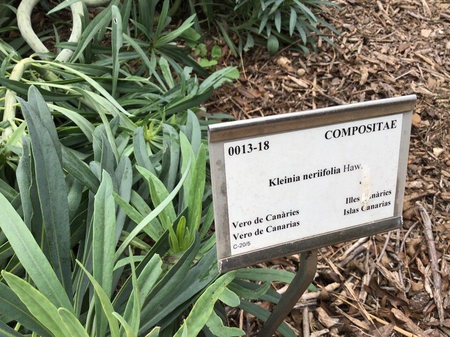 Kleinia neriifolia — search result for 'Kleinia'