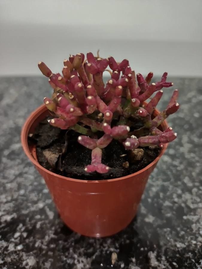 Hatiora salicornioides bark