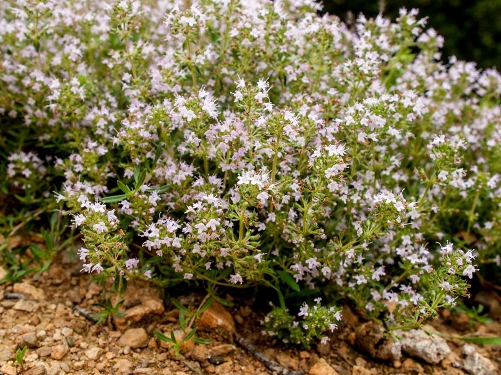 Thymus teucrioides habit