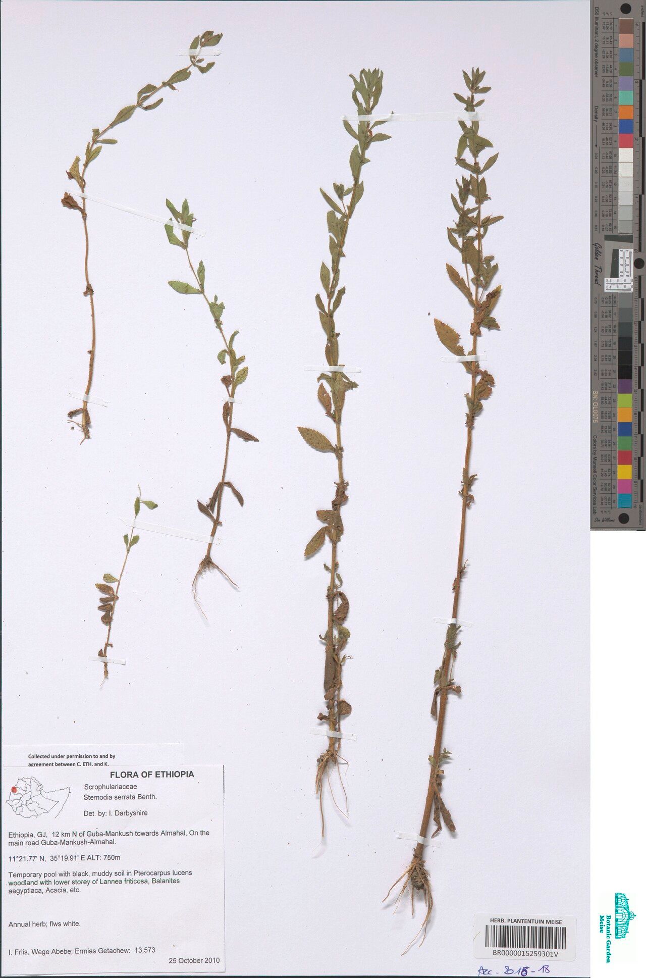 Stemodia serrata — houseplant care guide