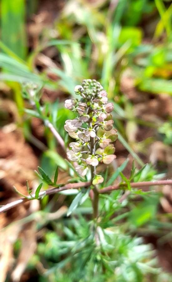 Lepidium bonariense fruit