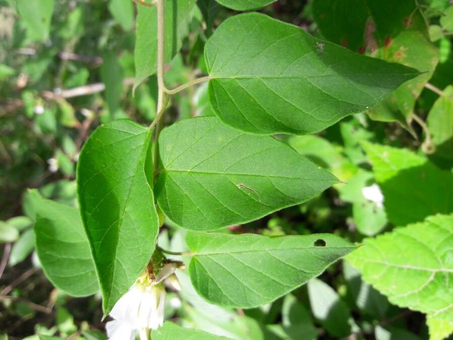 Convolvulus nodiflorus — search result for 'Convolvulus'