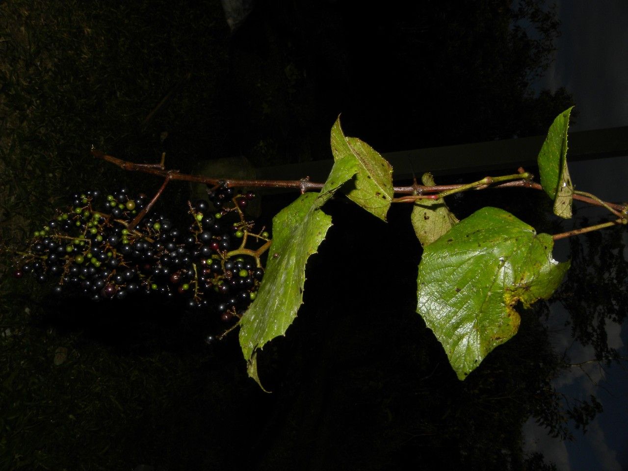Vitis tiliifolia other