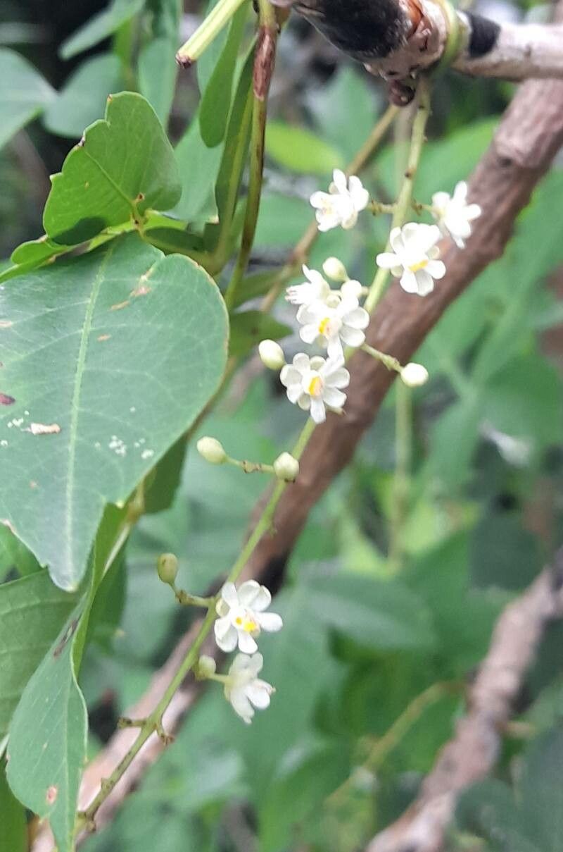 Serjania marginata flower