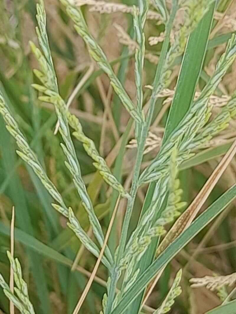 Leptochloa fusca flower