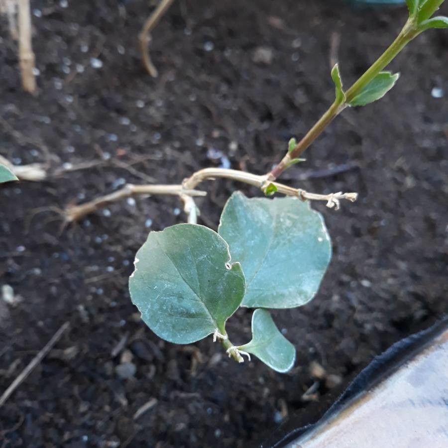 Pentas glabrescens leaf
