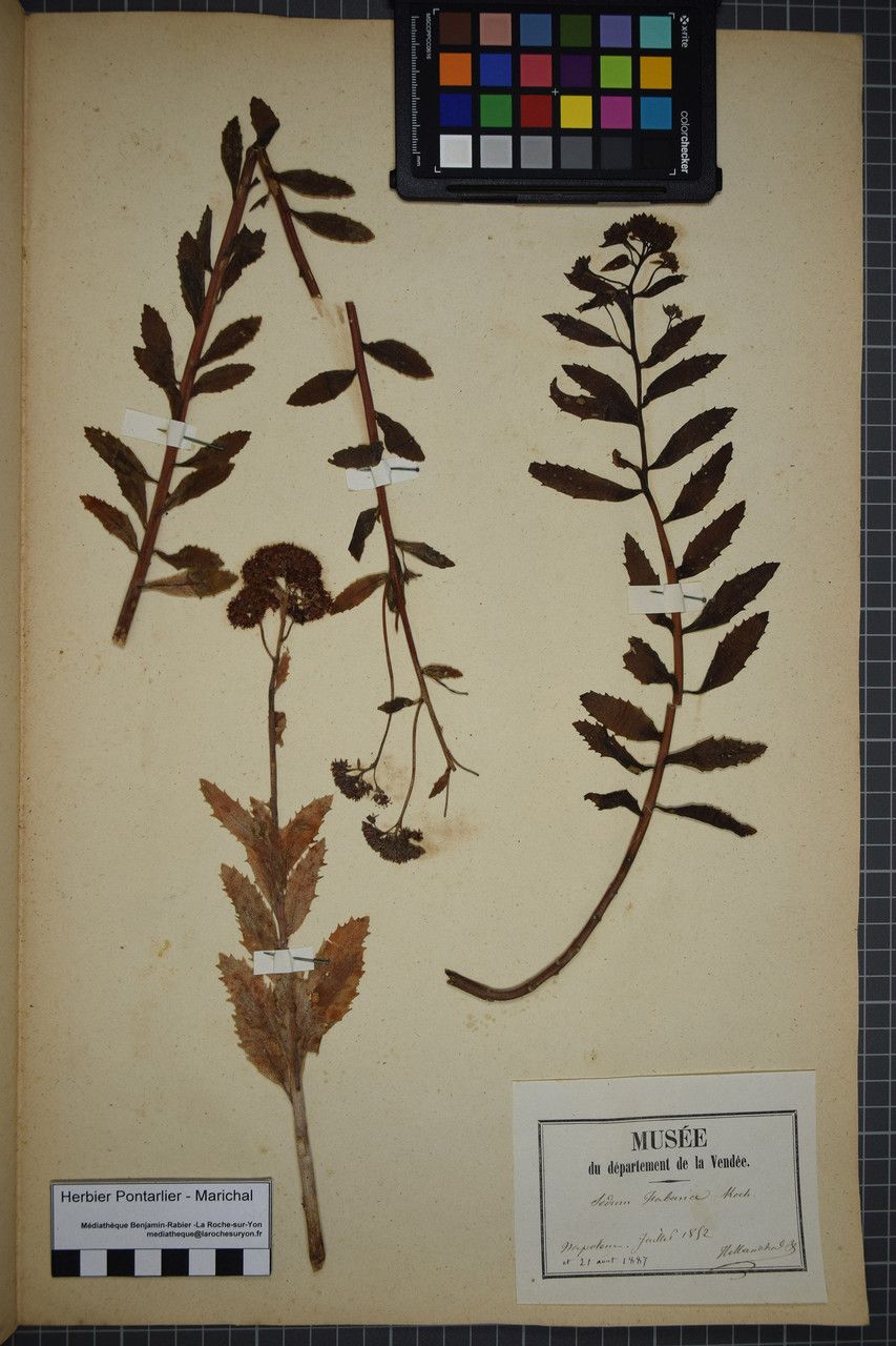 Hylotelephium argutum other