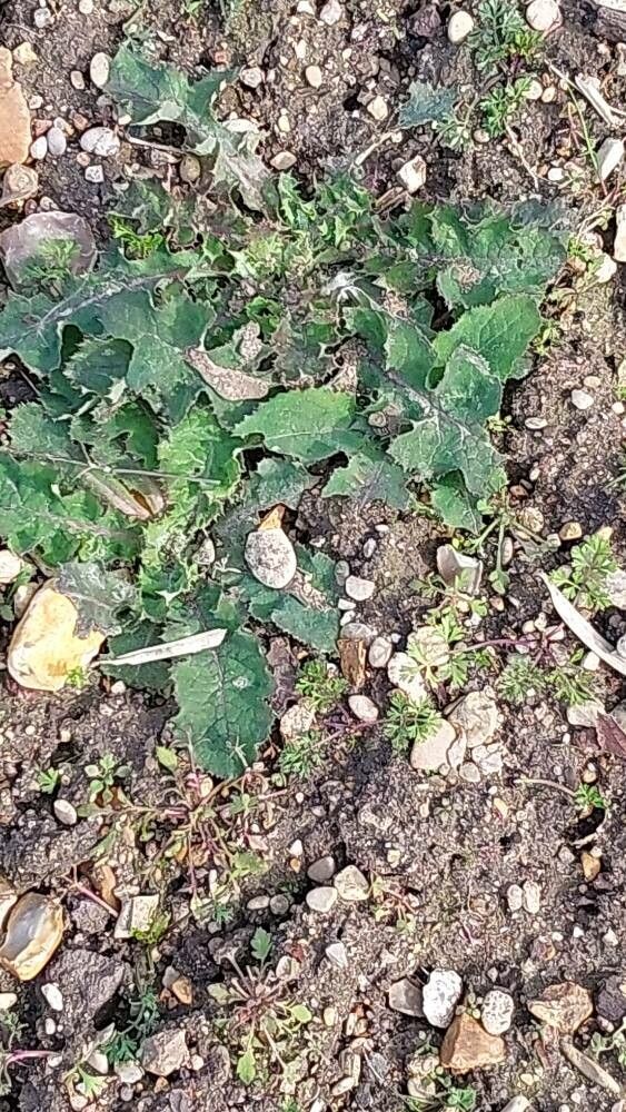 Papaver pilosum — search result for 'Papaver'